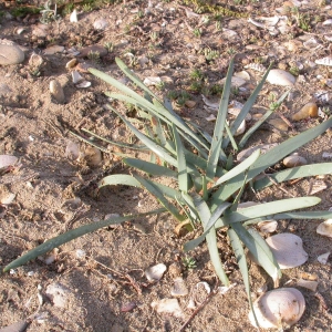 Photographie n°9057 du taxon Pancratium maritimum L. [1753]