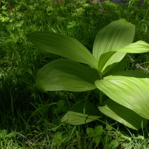 Photographie n°9062 du taxon Veratrum album L.