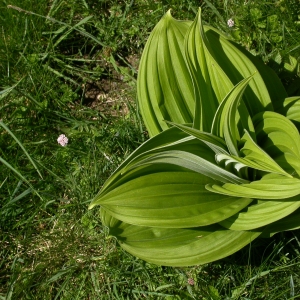 Photographie n°9063 du taxon Veratrum album L.