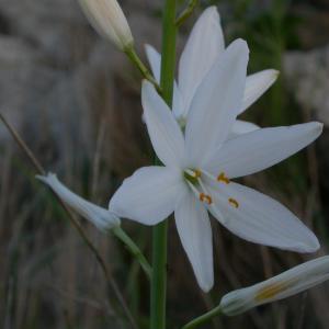 Photographie n°9066 du taxon Anthericum liliago L.