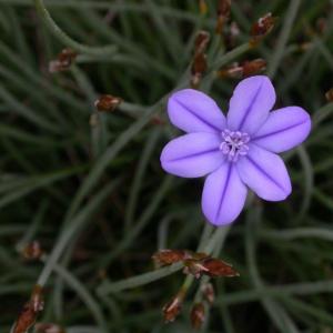 Photographie n°9070 du taxon Aphyllanthes monspeliensis L.