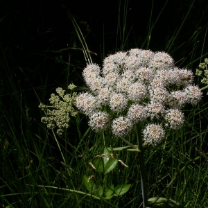 Photographie n°9072 du taxon Angelica sylvestris L. [1753]