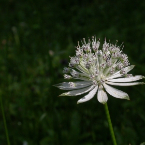 Photographie n°9077 du taxon Astrantia major L.