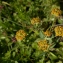  Julien BARATAUD - Bupleurum ranunculoides subsp. gramineum (Vill.) Hayek [1927]