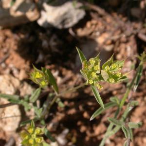 Photographie n°9080 du taxon Bupleurum baldense Turra