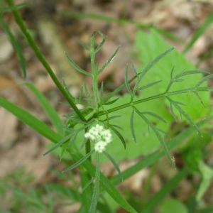 Photographie n°9086 du taxon Conopodium majus (Gouan) Loret [1886]