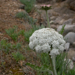 Photographie n°9091 du taxon Daucus carota L. [1753]