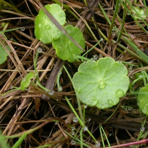 Photographie n°9095 du taxon Hydrocotyle vulgaris L. [1753]