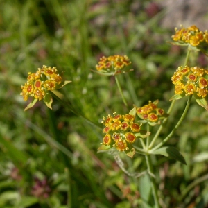 Bupleurum ranunculoides subsp. ranunculoides var. gramineum (Vill.) Lapeyr. ex Briq. (Buplèvre à feuilles de graminée)