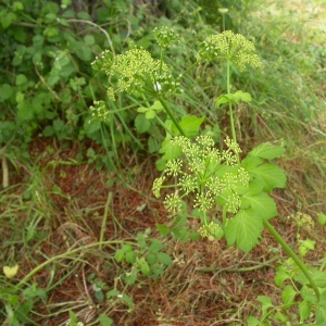 Photographie n°9102 du taxon Smyrnium olusatrum L. [1753]