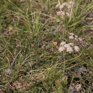 Photographie n°9103 du taxon Trinia glauca (L.) Dumort. [1827]