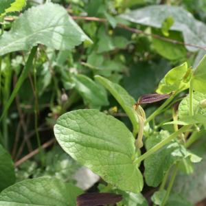 Photographie n°9118 du taxon Aristolochia clematitis L.