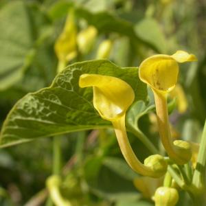 Photographie n°9119 du taxon Aristolochia clematitis L.