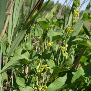 Photographie n°9121 du taxon Aristolochia clematitis L.