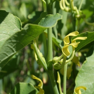 Photographie n°9122 du taxon Aristolochia clematitis L.