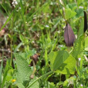 Photographie n°9130 du taxon Aristolochia rotunda L. [1753]