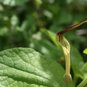 Photographie n°9131 du taxon Aristolochia rotunda L. [1753]