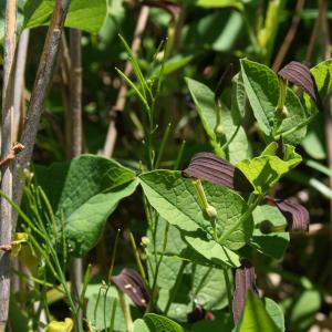 Photographie n°9132 du taxon Aristolochia rotunda L. [1753]