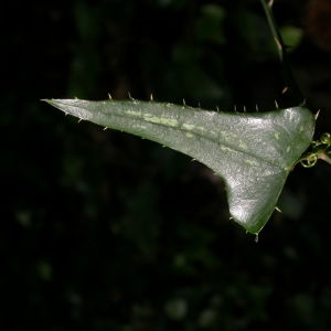 Photographie n°9134 du taxon Smilax aspera L.