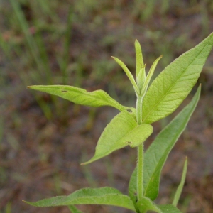 Photographie n°9204 du taxon Lysimachia vulgaris L. [1753]