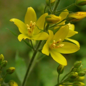 Photographie n°9205 du taxon Lysimachia vulgaris L. [1753]