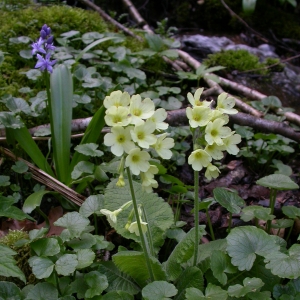 Photographie n°9208 du taxon Primula elatior (L.) Hill [1765]