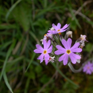 Photographie n°9210 du taxon Primula farinosa L.