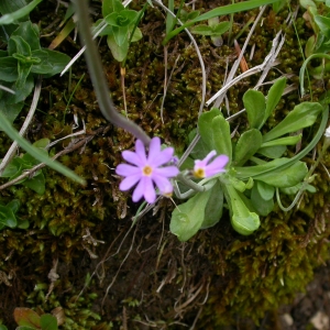 Photographie n°9211 du taxon Primula farinosa L.