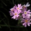  Julien BARATAUD - Primula farinosa L.