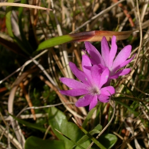 Photographie n°9214 du taxon Primula integrifolia L. [1753]