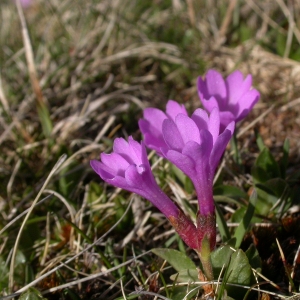 Photographie n°9217 du taxon Primula integrifolia L. [1753]