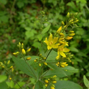 Photographie n°9219 du taxon Lysimachia vulgaris L. [1753]