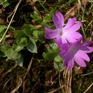 Photographie n°9221 du taxon Primula integrifolia L. [1753]