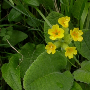 Photographie n°9225 du taxon Primula veris L. [1753]