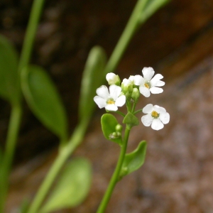 Photographie n°9230 du taxon Samolus valerandi L. [1753]