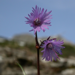 Photographie n°9234 du taxon Soldanella alpina L.