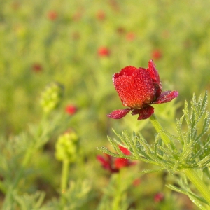 Photographie n°9236 du taxon Adonis annua L. [1753]