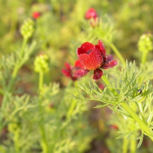 Photographie n°9237 du taxon Adonis annua L. [1753]