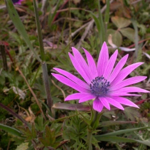 Photographie n°9244 du taxon Anemone hortensis L. [1753]