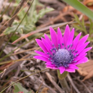 Photographie n°9245 du taxon Anemone hortensis L. [1753]