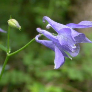 Photographie n°9252 du taxon Aquilegia vulgaris L. [1753]