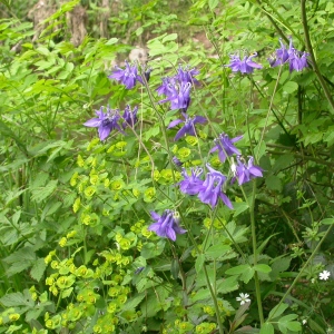 Photographie n°9253 du taxon Aquilegia vulgaris L. [1753]