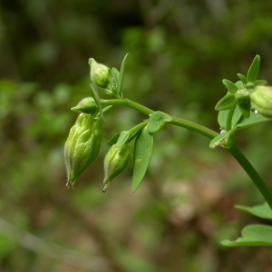 Photographie n°9254 du taxon Aquilegia vulgaris L. [1753]