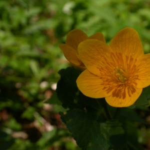 Photographie n°9256 du taxon Caltha palustris L. [1753]