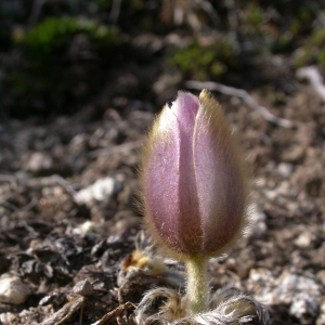  - Pulsatilla vernalis var. pyrenaica Aichele & Schwegler [1957]