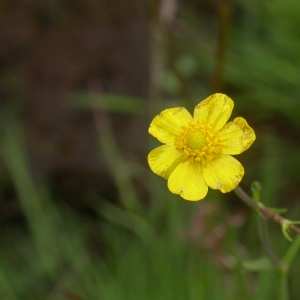 Photographie n°9267 du taxon Ranunculus flammula L. [1753]