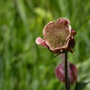 Photographie n°9289 du taxon Geum rivale L.