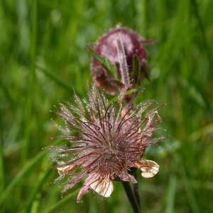 Photographie n°9290 du taxon Geum rivale L.