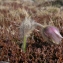  Julien BARATAUD - Pulsatilla vernalis var. pyrenaica Aichele & Schwegler [1957]