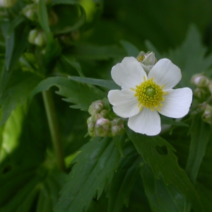 Photographie n°9293 du taxon Ranunculus aconitifolius L. [1753]